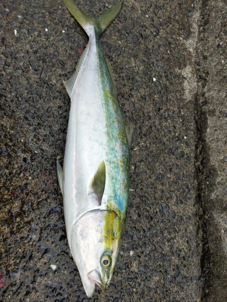 泳がせでゲット