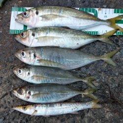 鱒レンジャーでアジング8