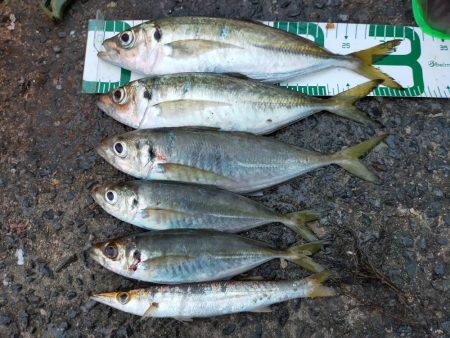 鱒レンジャーでアジング8