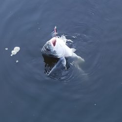 面倒な時はスプーンで