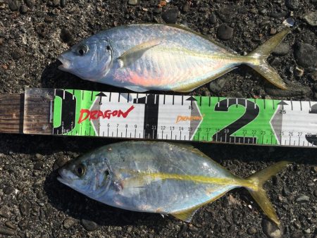 シマアジ2匹ほか