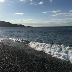 イサキ、タイ、アイゴ