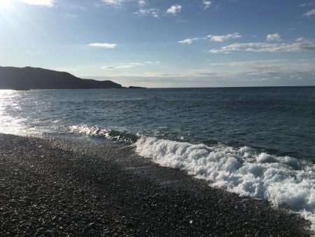 イサキ、タイ、アイゴ