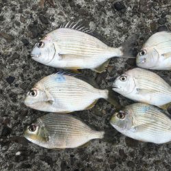 磯間の灯台釣り