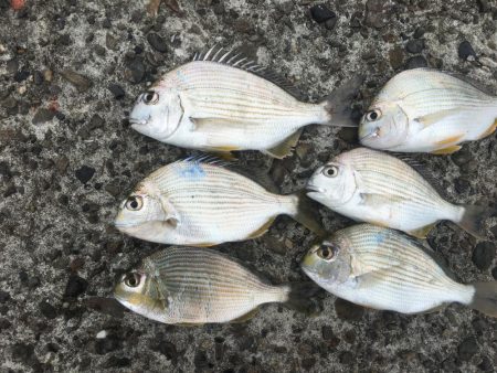 磯間の灯台釣り