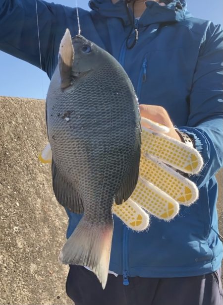 初めてグレを釣りました！