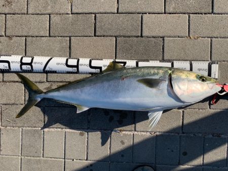 ブリ86㎝　他7目