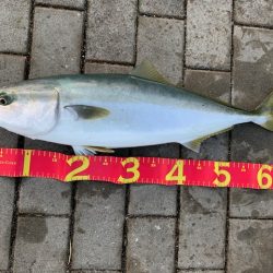 メジロに、デカアジ。そしてタチウオは、、、