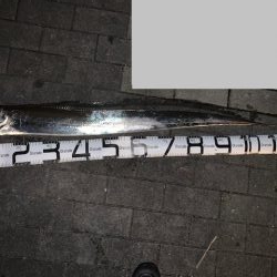 128㎝　正真正銘ドラゴン