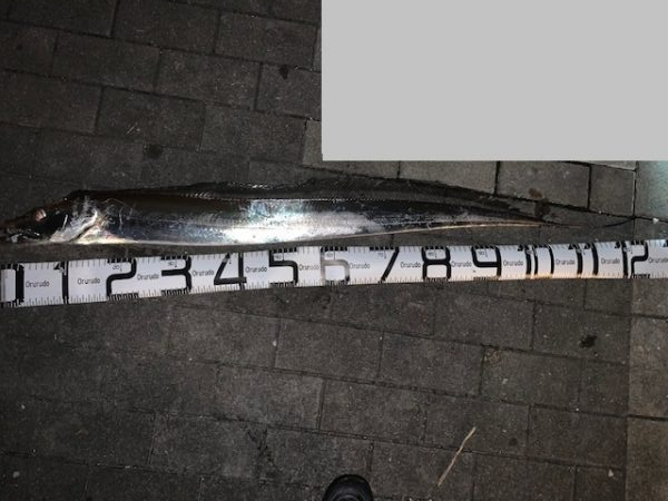 128㎝　正真正銘ドラゴン