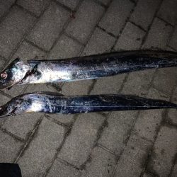 メーター超え太刀魚とメジロ