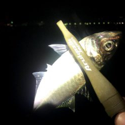 早朝アジングin大阪南港(20201116)