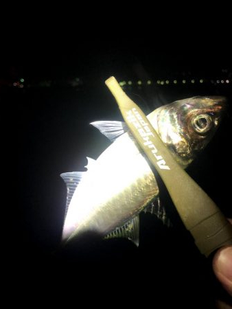 早朝アジングin大阪南港（20201116…