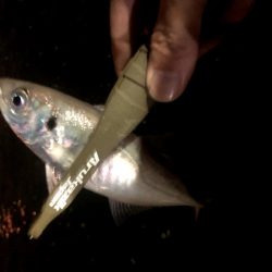 早朝アジングを捨ててみた