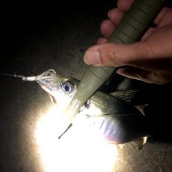 大阪湾奥で風裏アジング