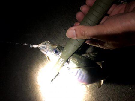 大阪湾奥で風裏アジング