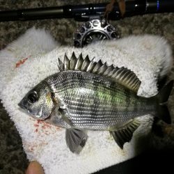 (2020/10/31 南港ヘチ釣り 真チヌ キビレチヌ ガシラ 釣果有り)