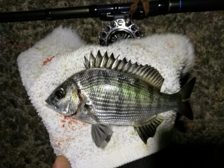 （2020/10/31 南港ヘチ釣り　 真…