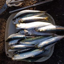 マイワシが釣れていた