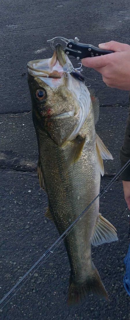 鱸狙いで行きました。