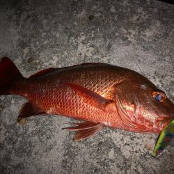 段々とサイズアップ