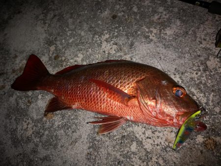 段々とサイズアップ