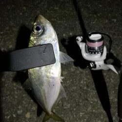 (2020/11/02 南港アジング 好釣果!中アジ(25㎝~) 釣果有り)