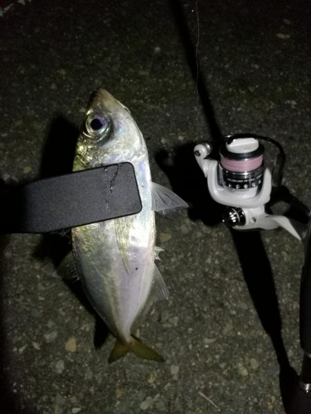 （2020/11/02 南港アジング　 好…