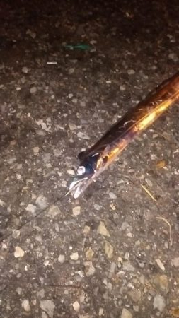 久々タチウオ。青物には嫌われ