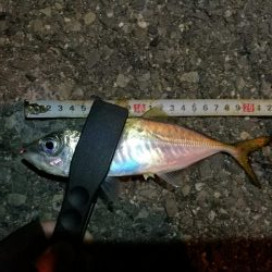 (2020/11/04 南港アジング 良アジ釣果 アジ(23㎝~)ガシラ 釣果有り)