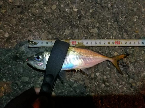 （2020/11/04 南港アジング　 良…