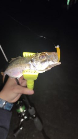 久々のアジング調査