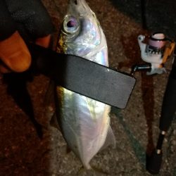 (2020/11/06 南港アジング 好釣果!中アジ(24㎝~ )サバ 釣果有り)