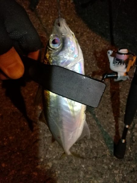 （2020/11/06 南港アジング　 好…