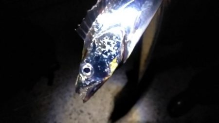 ウキでタチとアジ釣れる