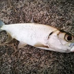 久しぶりのターポン　良いサイズ