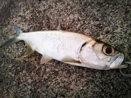 久しぶりのターポン　良いサイズ