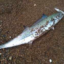 サーフジギング