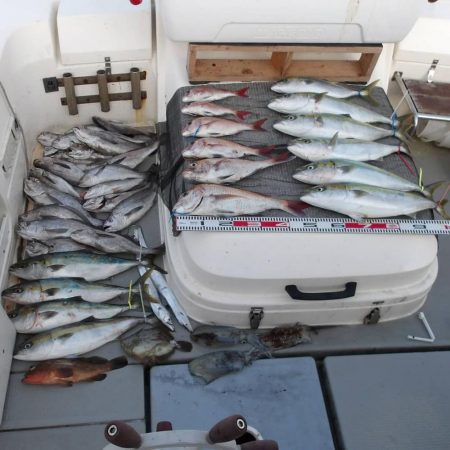 遊漁船SOUTH11/8釣果