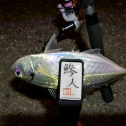 （2020/11/10 南港アジング　 普通釣果のアジングで 中アジ～小アジ（23㎝～） 釣果有り）