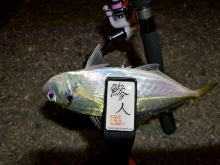 （2020/11/10 南港アジング　 普…