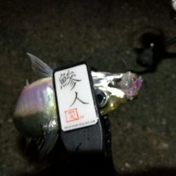 （2020/11/10 南港アジング　 好釣果のアジング 中アジ～小アジ（24㎝～） 釣果有り）