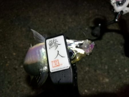 （2020/11/10 南港アジング　 好釣果のアジング 中アジ～小アジ（24㎝～） 釣果有り）