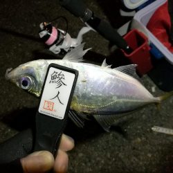 (2020/11/11 南港アジング アジング釣果で 中アジ~小アジ(23㎝~) 釣果有り)