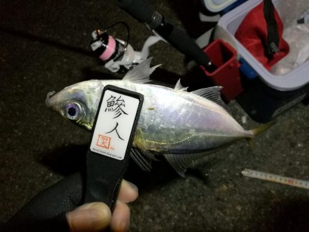 （2020/11/11 南港アジング　 ア…