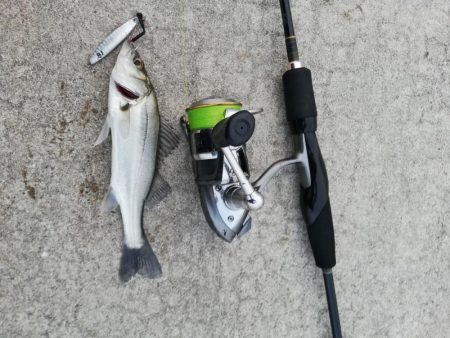 ジグでシーバス