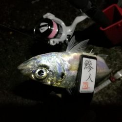 (2020/11/12 南港アジング ☆爆釣アジング釣果で 中アジ~(26㎝~) 釣果有り)