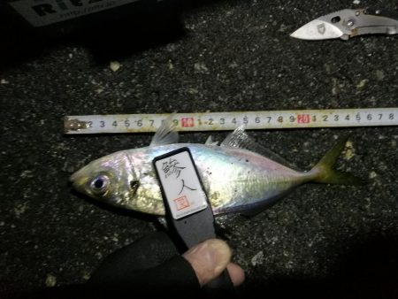 （2020/11/13 南港アジング　 ま…