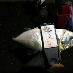 （2020/11/14 南港アジング　 またまた好釣果 アジング釣果で 中アジ～（24㎝～） 釣果有り）