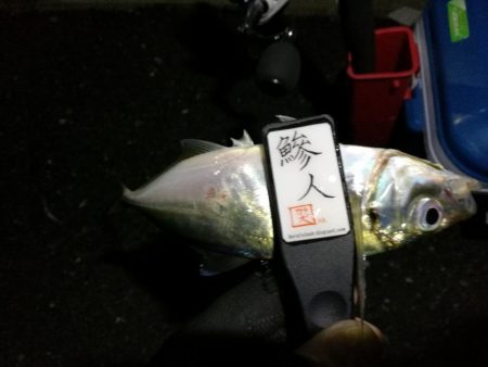 （2020/11/14 南港アジング　 ま…